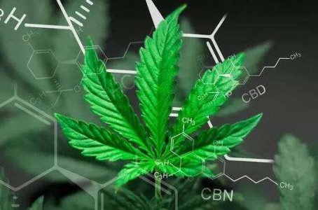 工业大麻热度持续 这些龙头行业值得关注