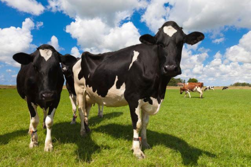 麦卢卡蜂蜜的功效能提升免疫力，竟然是一只奶牛发现的