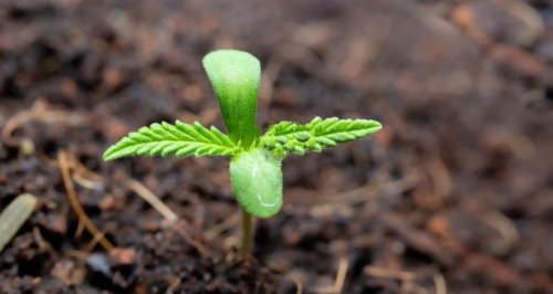 云南喜麻麻工业大麻种植、收获季！工业大麻引领者！