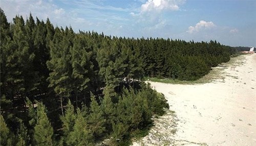 筑就沿海绿色长城，建立美好生活家园