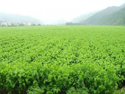 万事利：满园尽是“黄金茧”，让浙西蚕桑村重现活力
